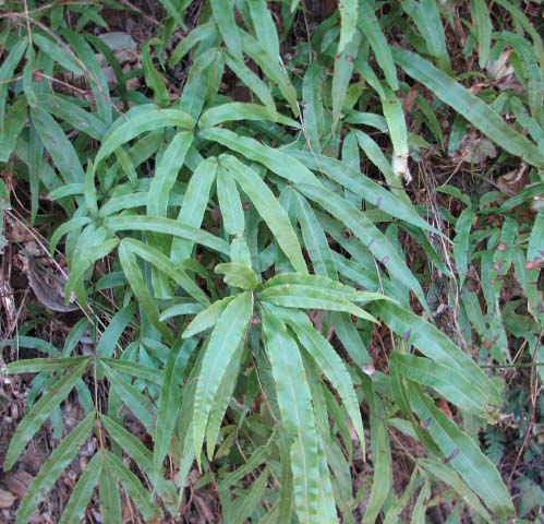 ミニ　イノモトソウ　４株 イノモトソウ | 植物写真鑑